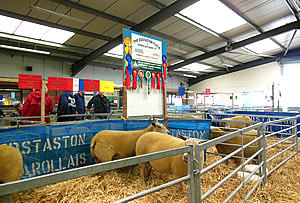 Edstaston Charollais Sheep at the Stafford Show